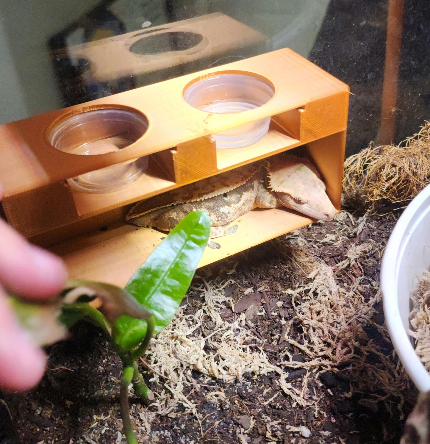 NON Spill Reptile Food Bowl Hide with Suction cups and 4 1/2 oz bowls