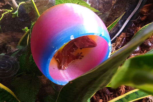 Colorful 3D Printed Crested Gecko Hide – Suction Cup Ledge for Terrariums | Reptile Decor & Enrichment