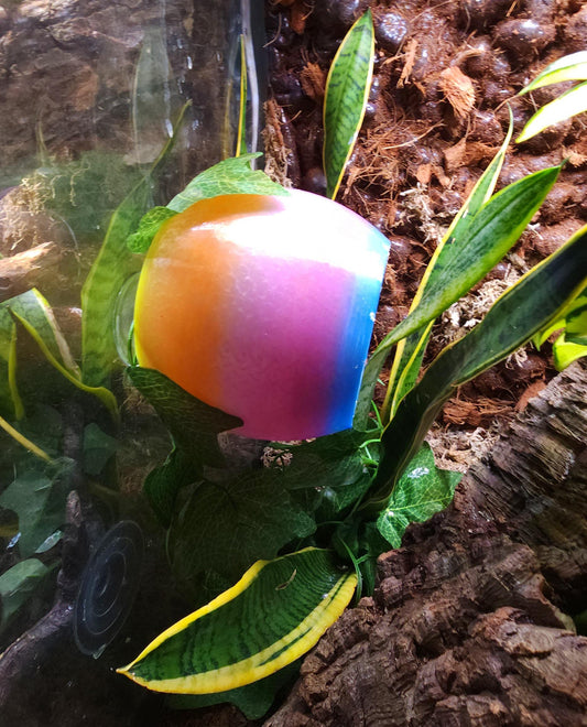 Colorful 3D Printed Crested Gecko Hide – Suction Cup Ledge for Terrariums | Reptile Decor & Enrichment